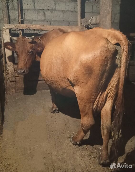 Продается корова с теленком купить на Зозу.ру - фотография № 4