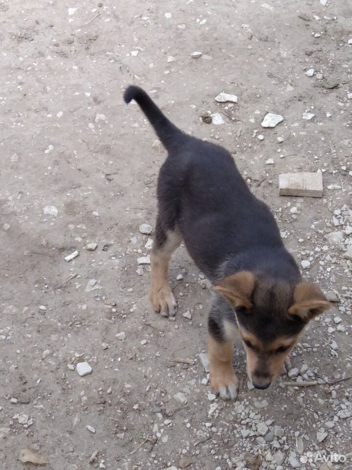 Собака немецкая щенок 3 месяц купить на Зозу.ру - фотография № 2