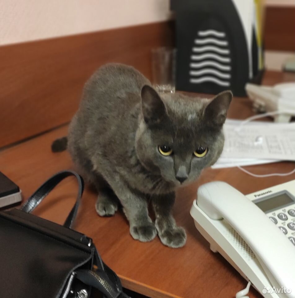 Найден котик, отдам купить на Зозу.ру - фотография № 3