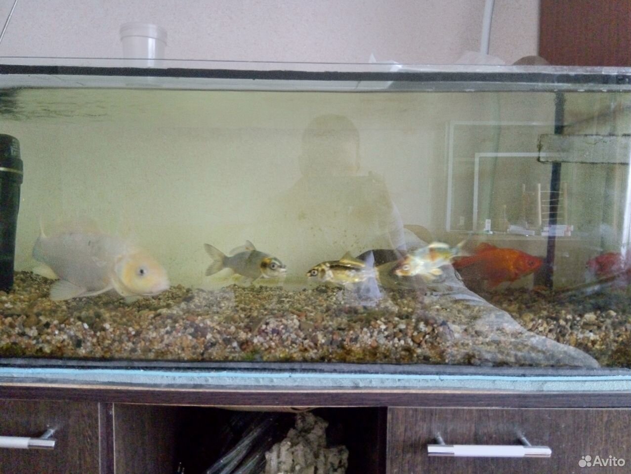 Продаю карпов с аквариумом на 120 литров купить на Зозу.ру - фотография № 1