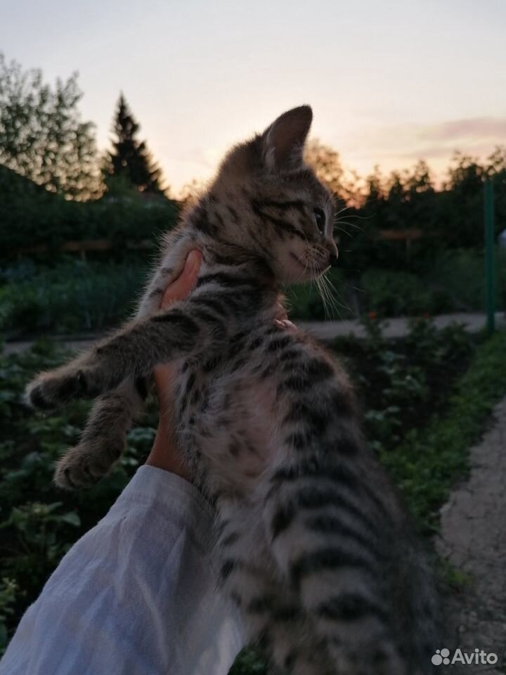 Котята в добрые руки купить на Зозу.ру - фотография № 8