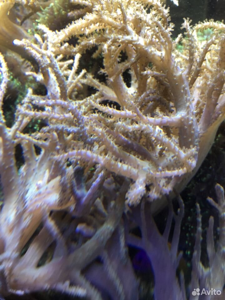 Мягкие кораллы купить на Зозу.ру - фотография № 3