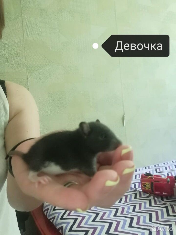 Крысята купить на Зозу.ру - фотография № 5