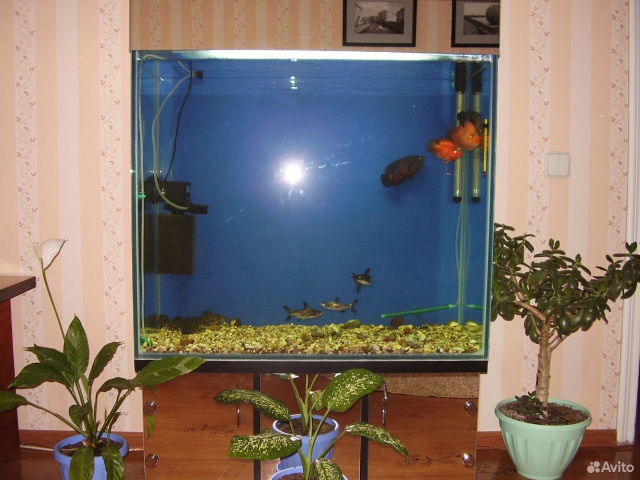 Продаётся аквариум купить на Зозу.ру - фотография № 1