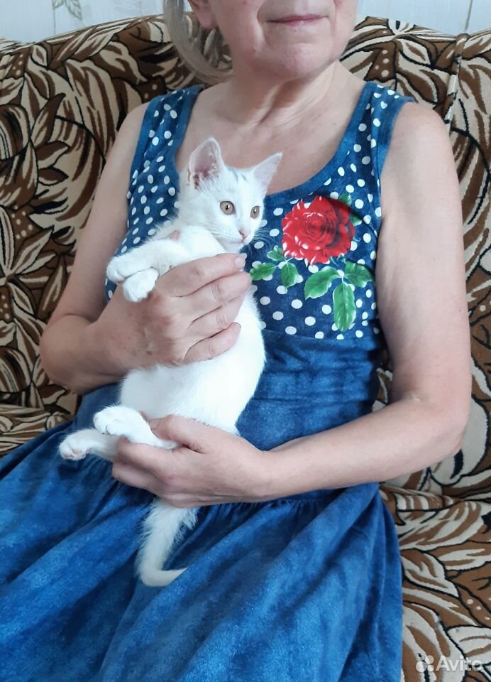 Котенок, 3 месяца, белый с золотистыми глазами купить на Зозу.ру - фотография № 3