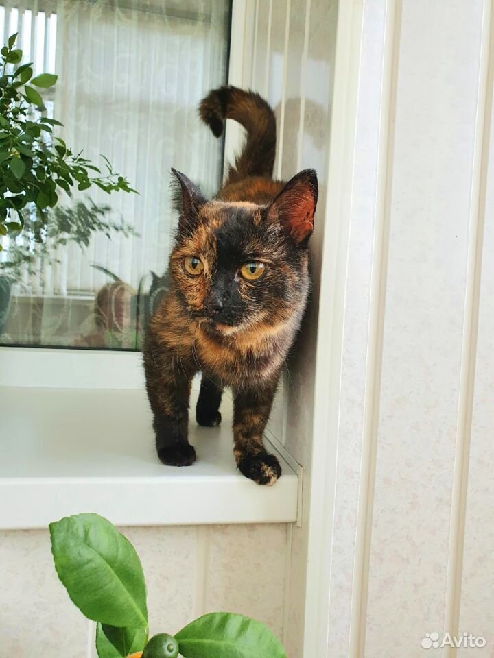 Шикарная кошка Злата для домашнего уюта купить на Зозу.ру - фотография № 1