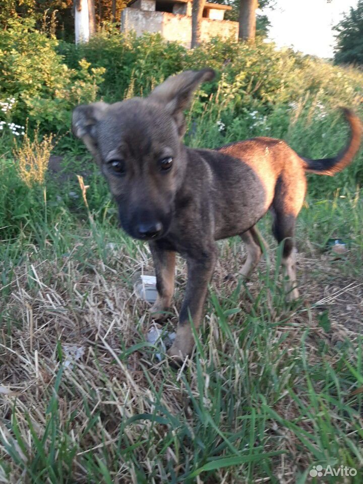 Помогите спасти щенка купить на Зозу.ру - фотография № 1