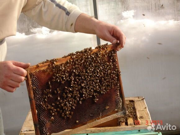 Пчелы живые купить на Зозу.ру - фотография № 1