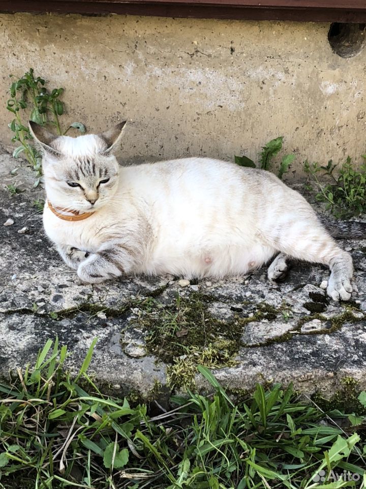 Котята от тайской кошки, папа неизвестен купить на Зозу.ру - фотография № 10