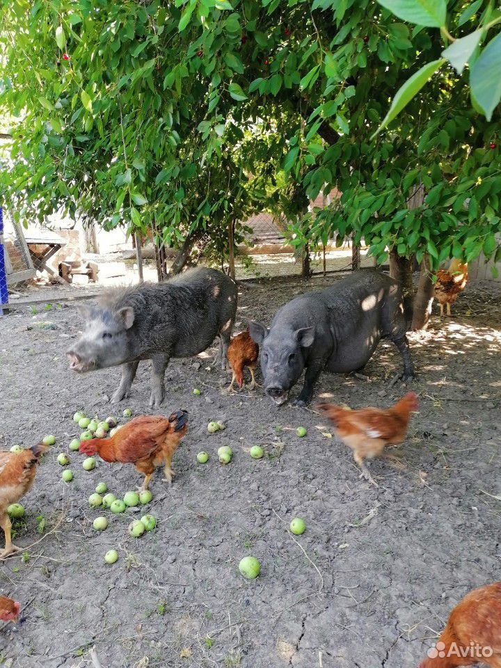 Продам вьетнамских свиней (поросных) купить на Зозу.ру - фотография № 8