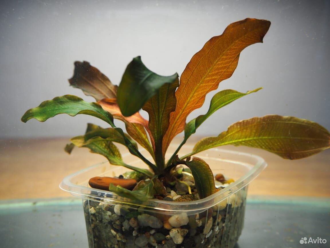 Эхинодорусы, продам аквариумные растения купить на Зозу.ру - фотография № 2