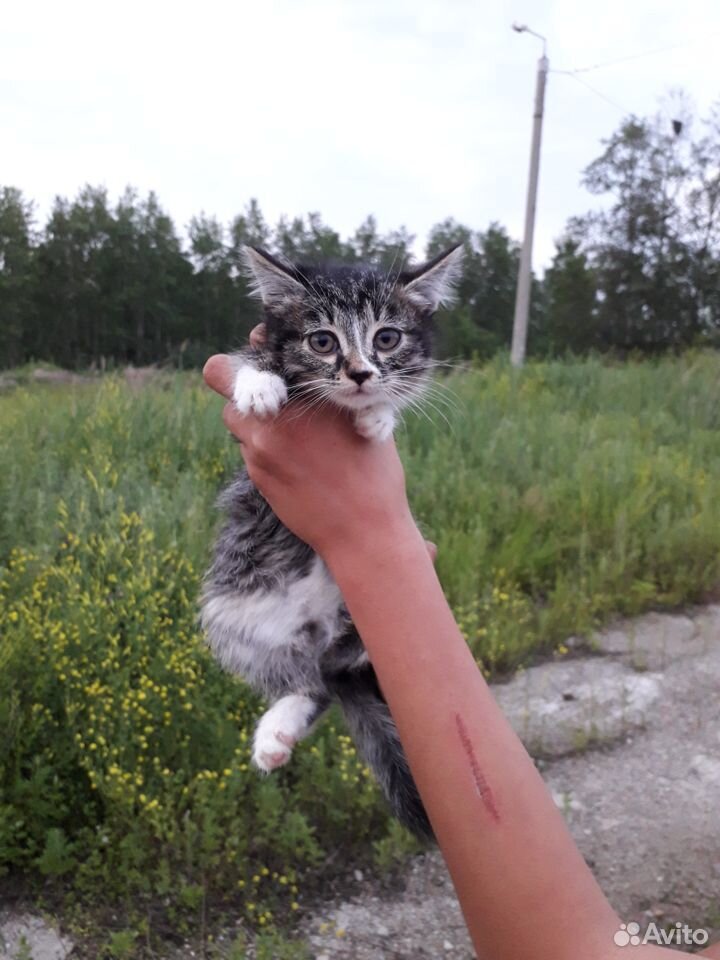 Отдам котят в добрые руки купить на Зозу.ру - фотография № 6