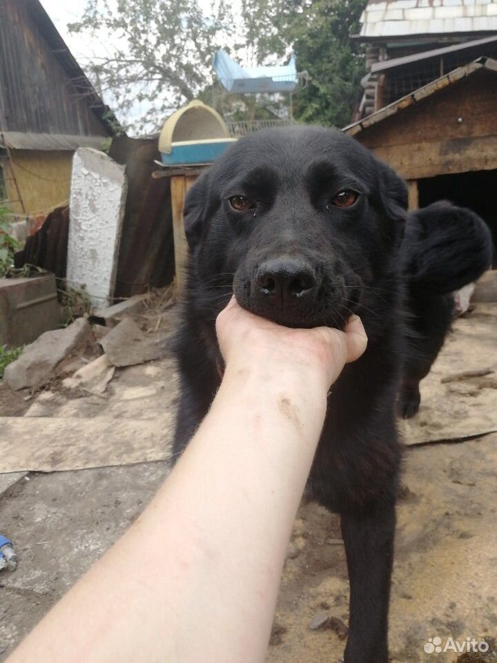 Собака Лара ищет дом купить на Зозу.ру - фотография № 6
