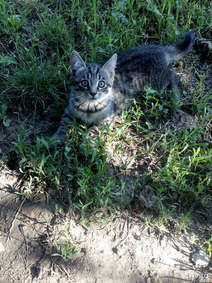 Ручной котик купить на Зозу.ру - фотография № 2
