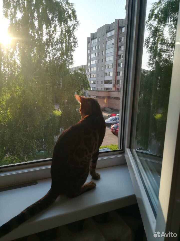 Бенгальский кот на вязку купить на Зозу.ру - фотография № 4