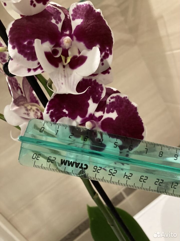Орхидея (цветёт) фаленопсис Биг лип Бордо купить на Зозу.ру - фотография № 4