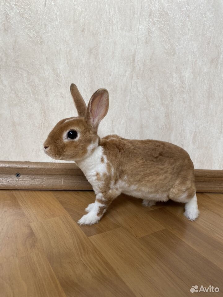 Карликовый кролик «Рекс» купить на Зозу.ру - фотография № 2