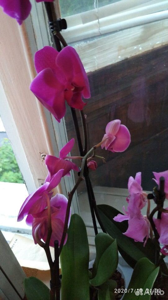 Орхидея фаленопсис купить на Зозу.ру - фотография № 9
