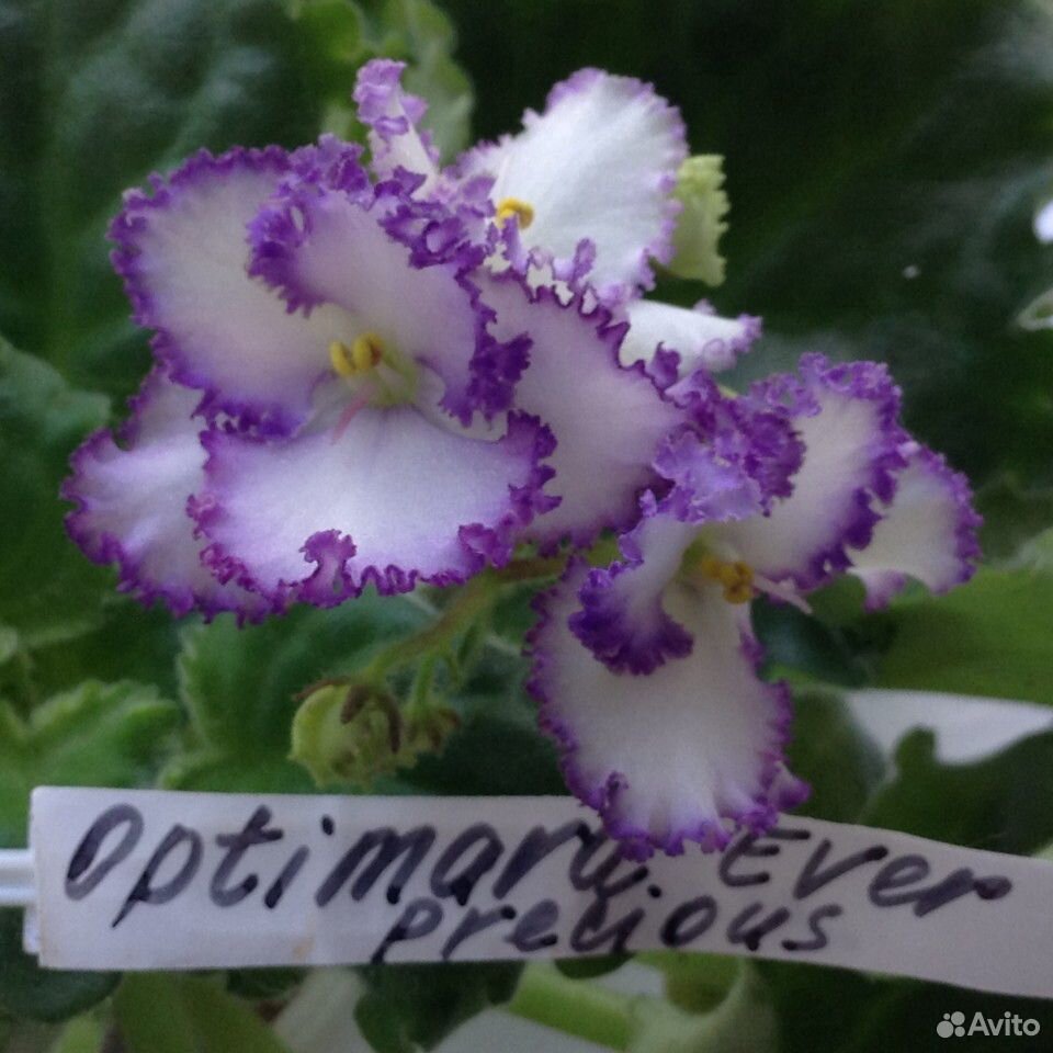 Фиалка цветущая купить на Зозу.ру - фотография № 8