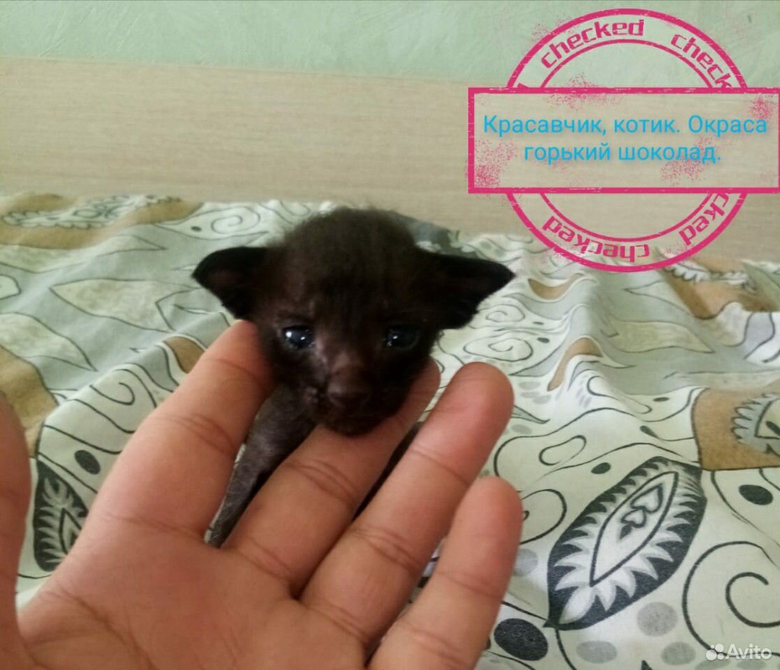 Ведётся запись на котят Оренталов купить на Зозу.ру - фотография № 4