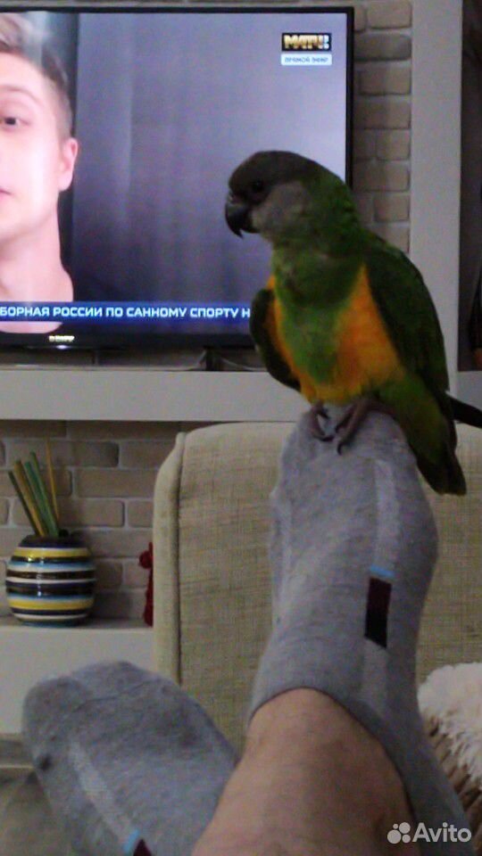 Сенегальский попугай купить на Зозу.ру - фотография № 3