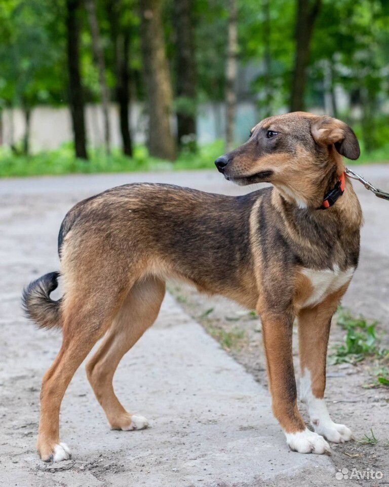 Собачка Лола ищет дом купить на Зозу.ру - фотография № 3