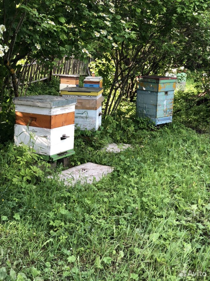 Мёд натуральный,новый урожай(своя пасека) купить на Зозу.ру - фотография № 2