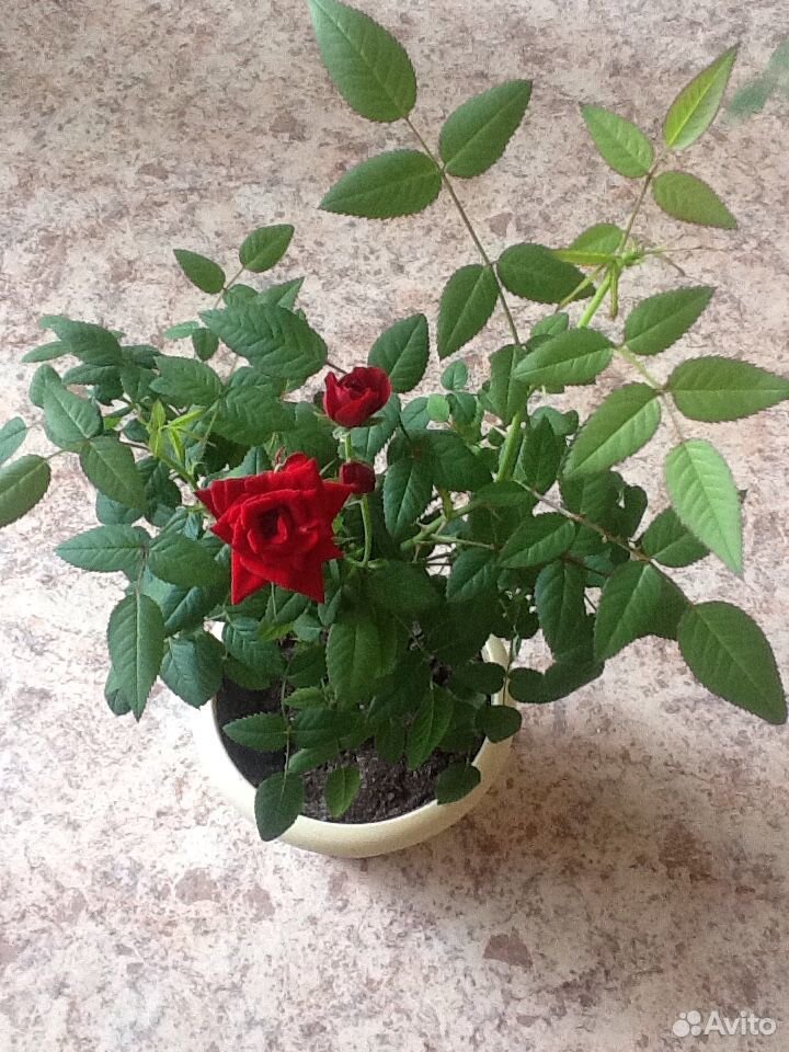 Комнатная роза купить на Зозу.ру - фотография № 6