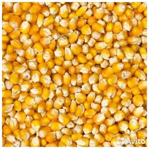 Продажа кормовой кукурузы, пшеницы, овес, ячмень купить на Зозу.ру - фотография № 1