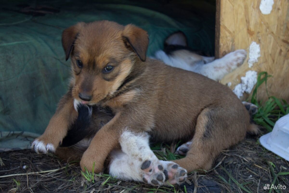 Помогите пожалуйста пристроить щенков купить на Зозу.ру - фотография № 1