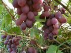 Саженцы винограда объявление продам