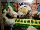 Цыплята от домашних кур несушек объявление продам