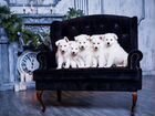 Красивые щенки Швейцарской овчарки объявление продам