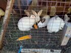 Продаются разновозрастные кролики объявление продам