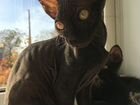 Котёнок донского сфинкса объявление продам