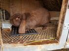 Продаются кролики породы Французский баран объявление продам