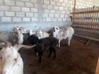 Овцы на хьакъиг1ат цена договарная объявление продам