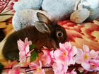 Декоративный карликовый кролик девочка 1,5мес объявление продам
