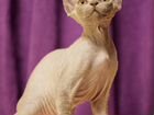 Кошка Devon-Rex объявление продам
