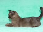 Бурманский котик соболек объявление продам