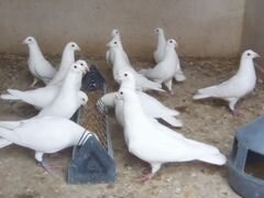 Белые спортивные голуби