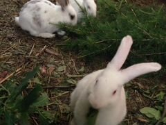 Продам кроликов самок покрытых