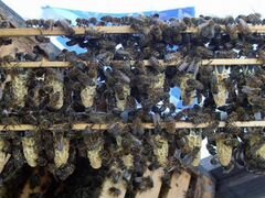Маточники пчелиные