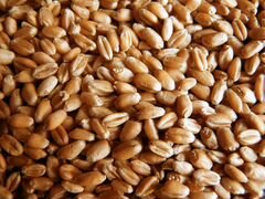 Зерно(пшеница,ячмень)