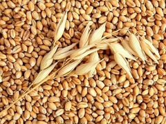 Продам зерно, кормовые добавки и комбикорм