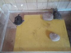 Черепахи водяные
