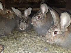 Кролики пуховые