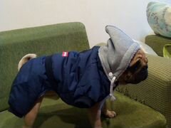 Зимняя курточка для собаки