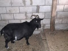 Животные, чёрные русские козы