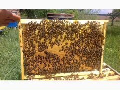 Отводки, пчелосемьи, пчёлы